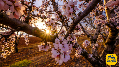 Equinozio di Primavera - La Luce della Terra